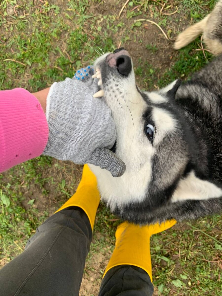 Это игра, не кусь