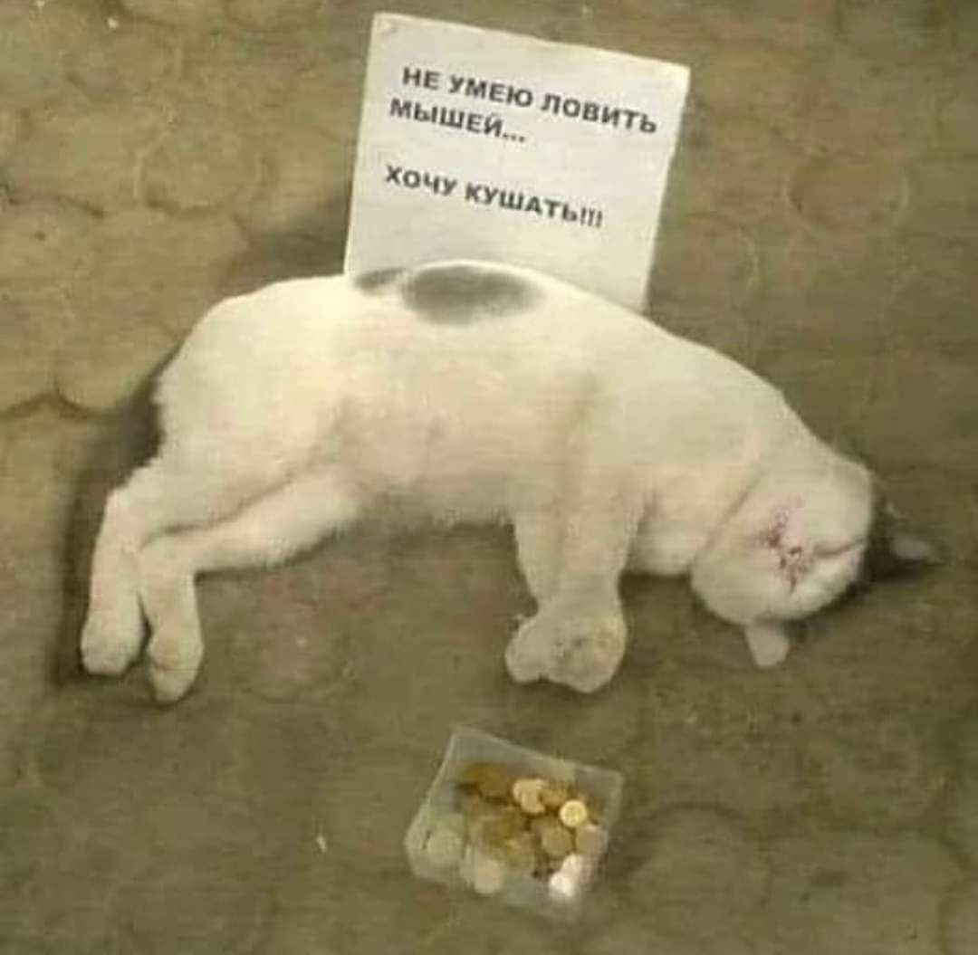 Я не хочу работать 44. Открытка хочу есть. Кот просит жрать. После пятницы. Смешные коты 2023