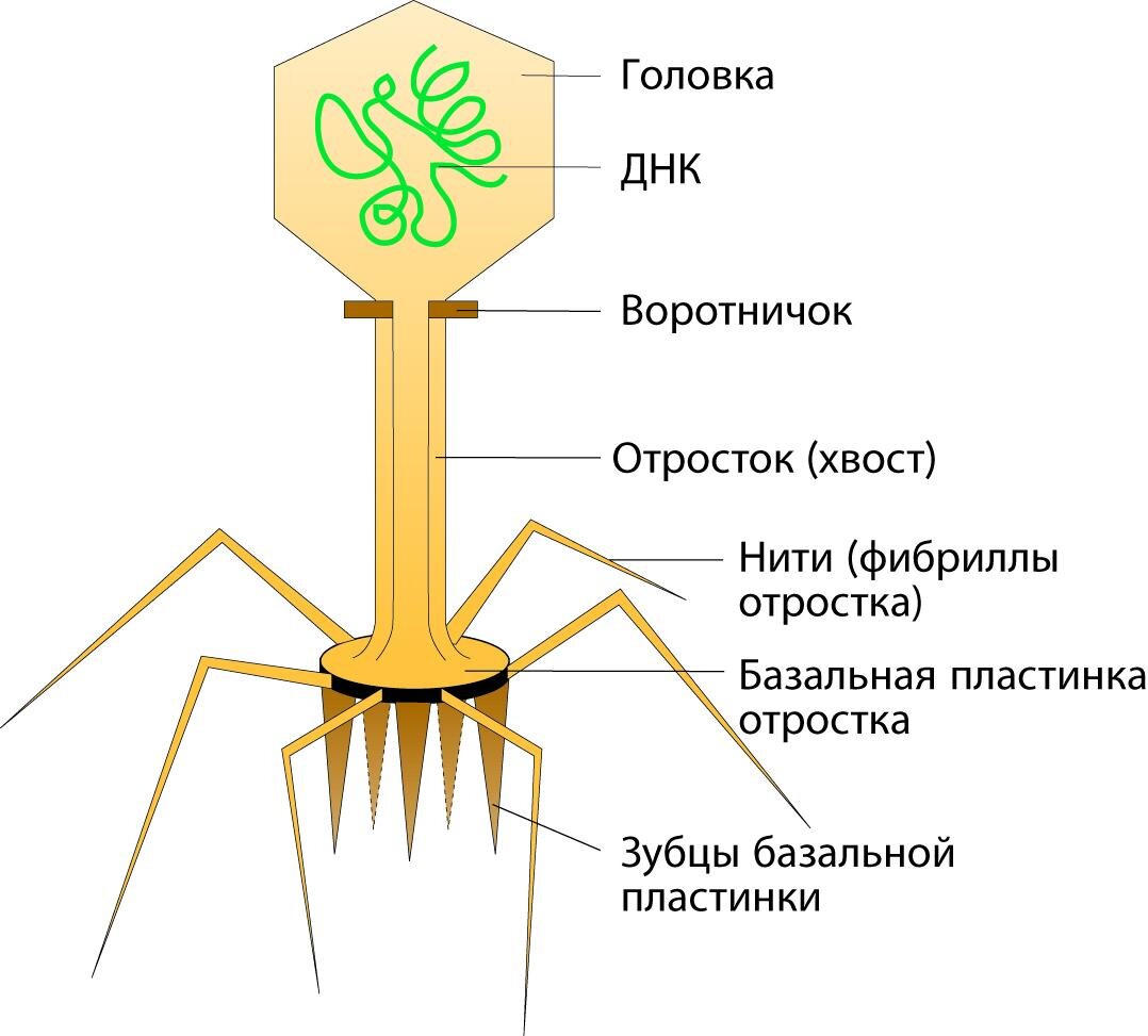 Схема развития бактериофага в бактериальной клетке биология 8 класс