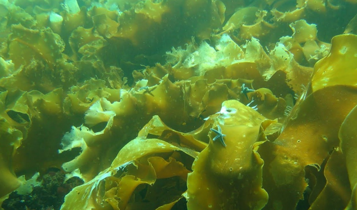 Морской ламинария бурая водоросль. Водоросль морская капуста ламинария. Бурые водоросли ламинария. Северный Ледовитый океан растения ламинария. Северный Ледовитый океан растения фукус.