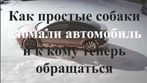 Как простые собаки сломали автомобиль и к кому теперь обращаться водителю, если они дворняги