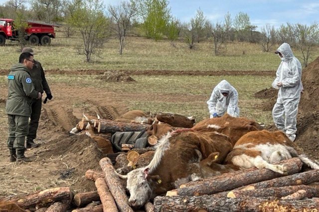    Заражённым оказалось целое стадо – 43 головы крупного рогатого скота.