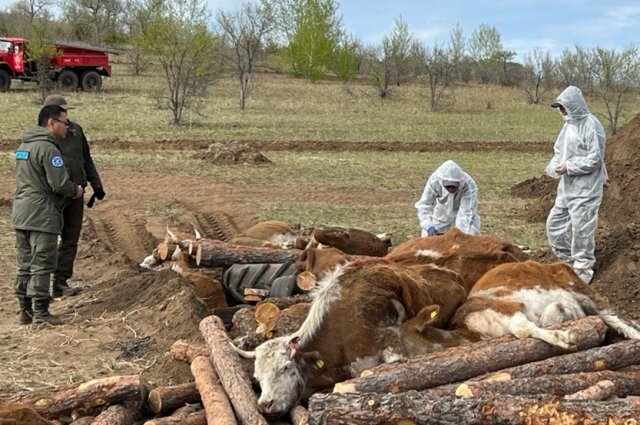    Заражённым оказалось целое стадо – 43 головы крупного рогатого скота. Фото: Управление ветеринарии Республики Бурятия