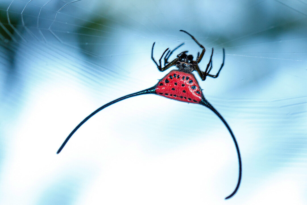 фото из Интернета 