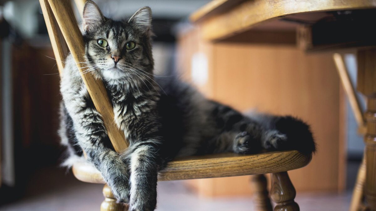    В каком случае спасение животного может обернуться проблемами? © Unsplash / Kari Shea