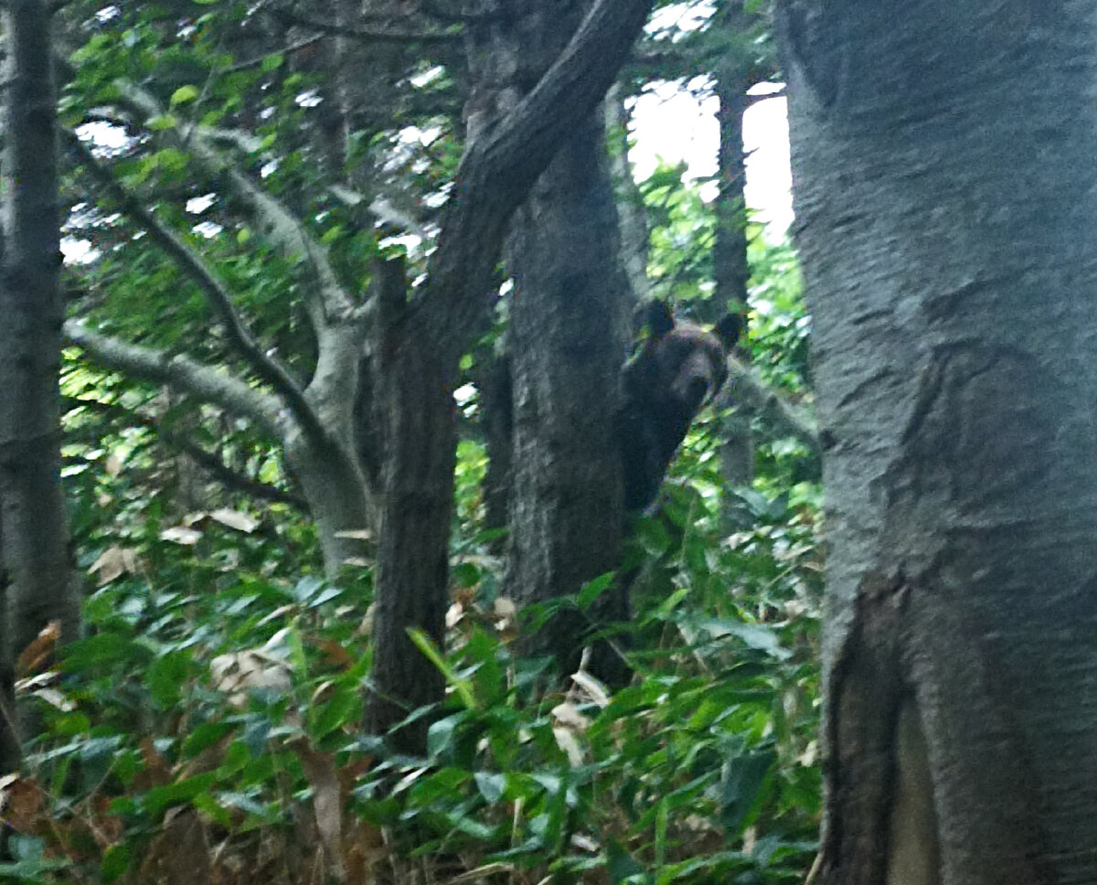Стоит за деревом и на нас смотрит