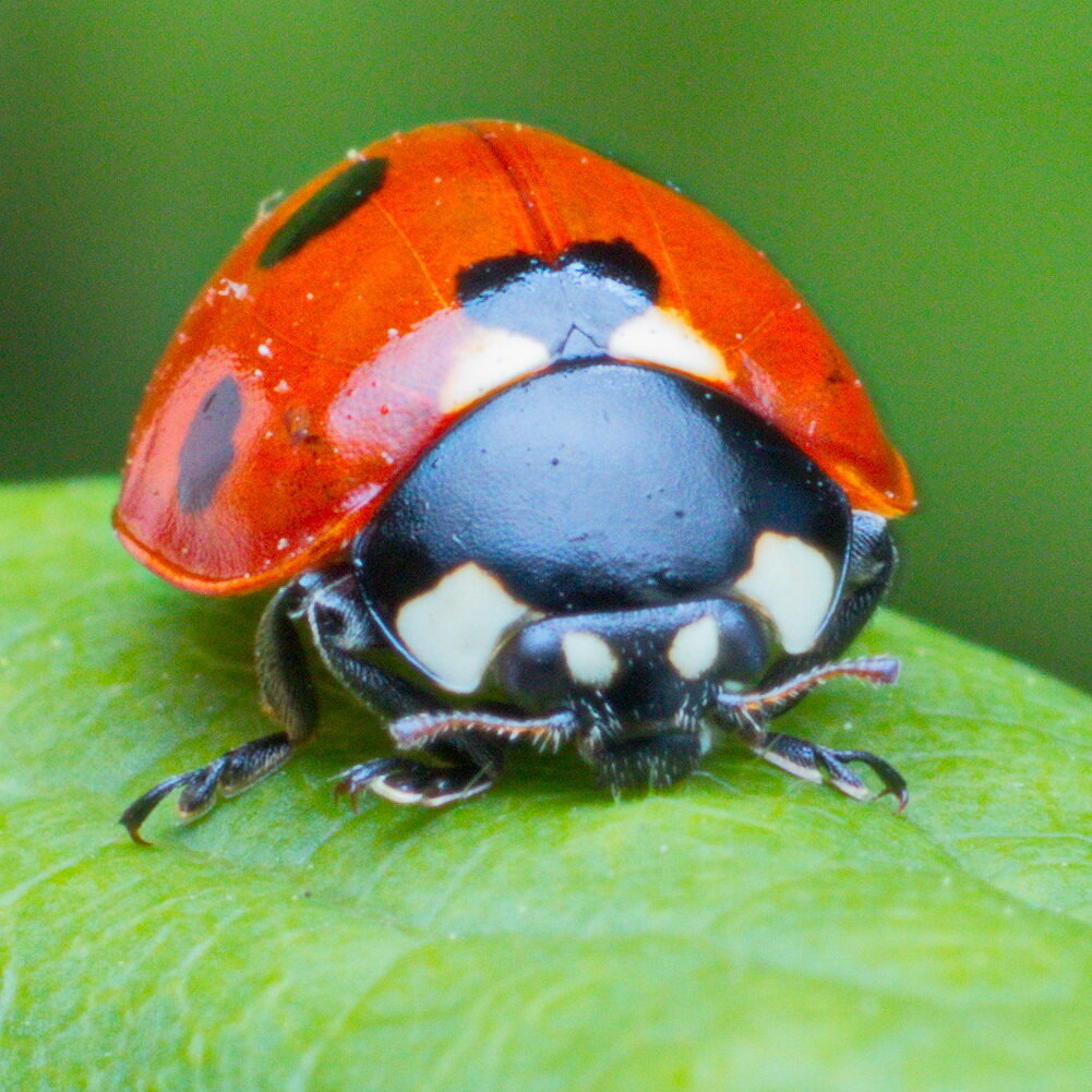 Семито́чечная коро́вка (лат. Coccinella septempunctata) / Миллиметровая Вселенная