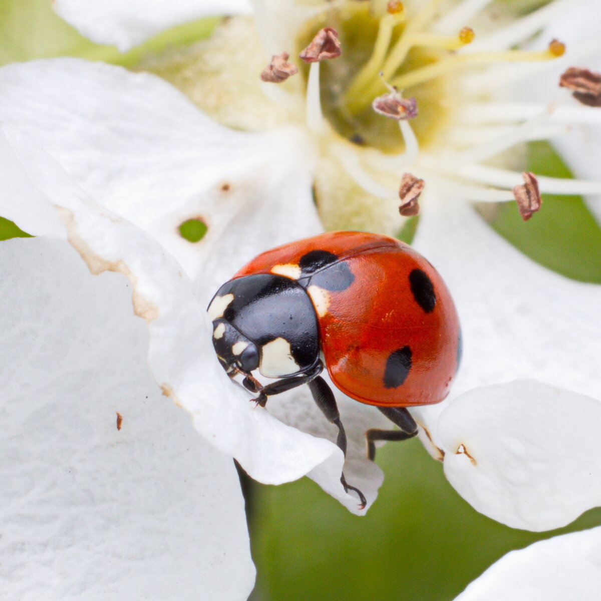 Семито́чечная коро́вка (лат. Coccinella septempunctata) / Миллиметровая Вселенная