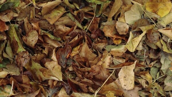    © unsplash/Salohiddin Kamolov