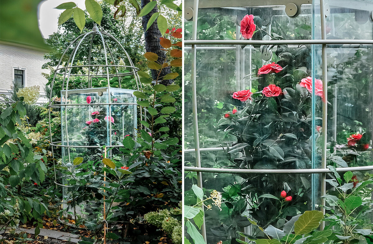 Москва, дворик в Среднем Кисловском переулке, розы в клетке