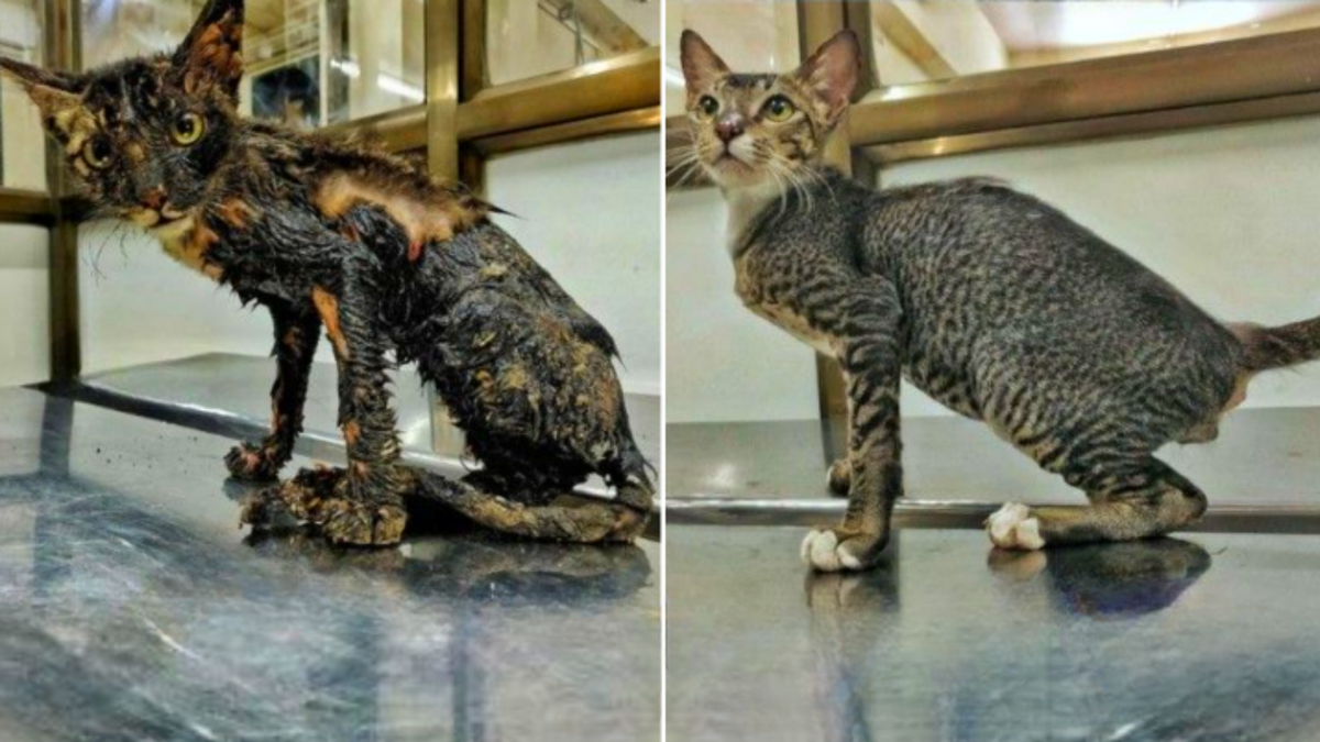 Саймону было примерно 6 месяцев, когда он попал в беду.