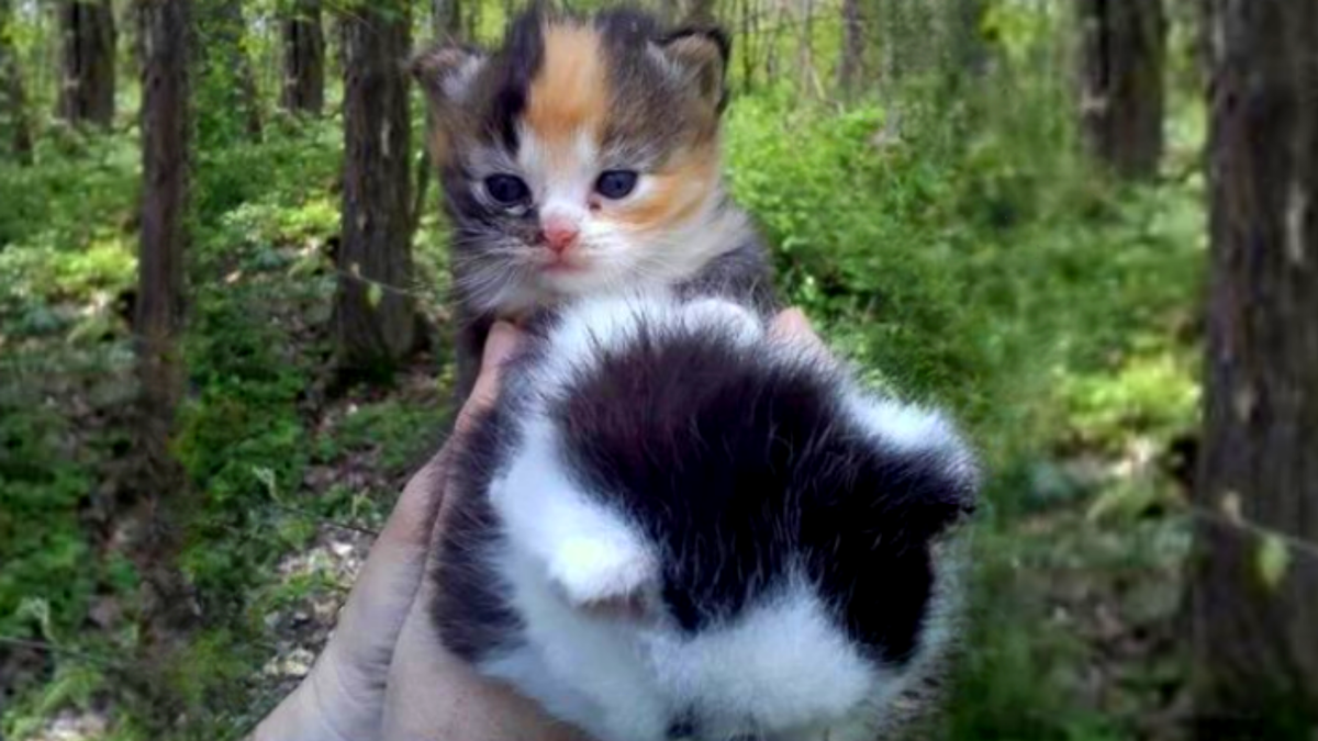 Вот такими малышами они были. А какими стали --->> смотрите в галерее --->> листайте вправо