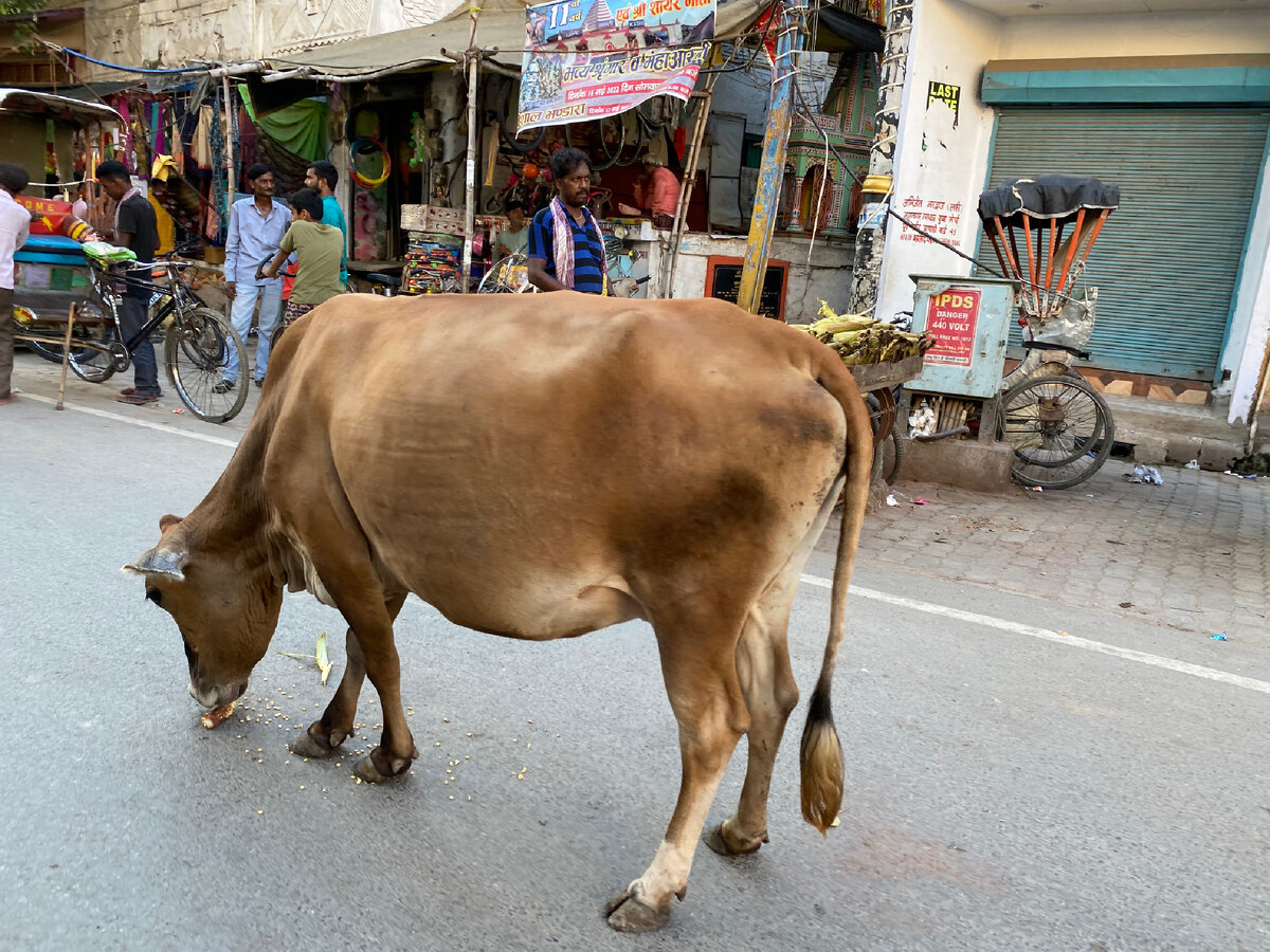 Корова ест всё, что найдет на дороге, мусорке, в канаве. Часто коровы умирают в муках из-за того, что съели какую-то гадость на свалке