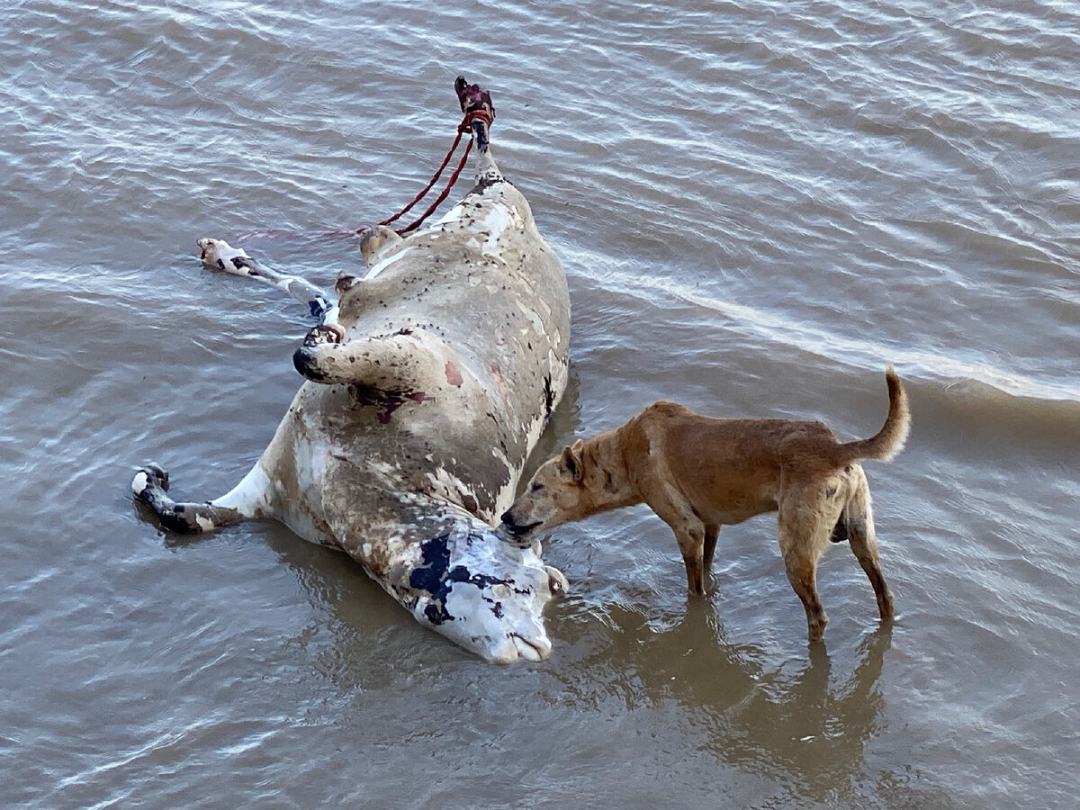Бедная корова, утонула в реке Ганг, и индийцы специально сделали так, ведь «священная корова в священной реке — это сила»