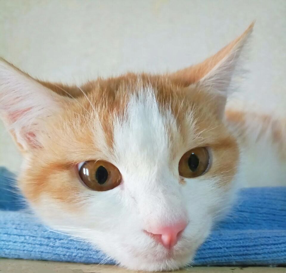 Вот так часами наблюдал за малышами