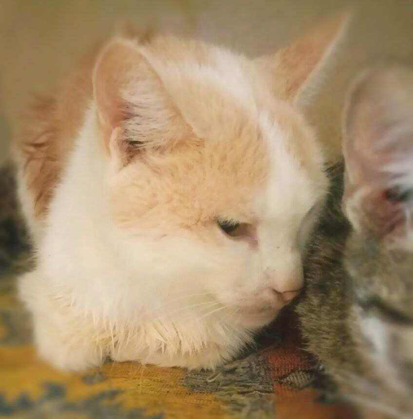 Фунтик у нас вынужденный домосед