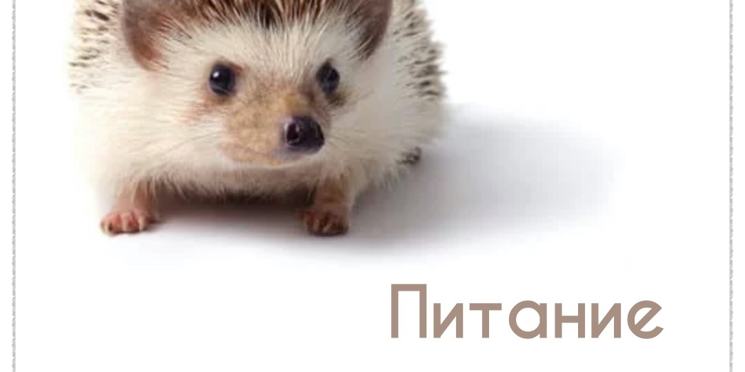 Кормление ежей