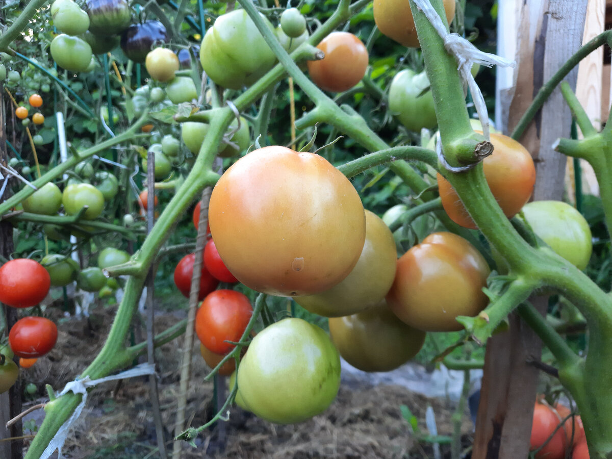 Томат ричи 10шт (бейо) агроэлита. Сорт помидор ричи. Томат ричи (бейо). Томат детерминантный ричи f1. Ричи f1.