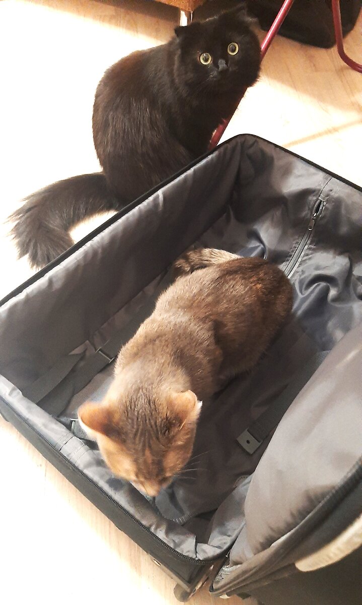 Шо??? Опять???