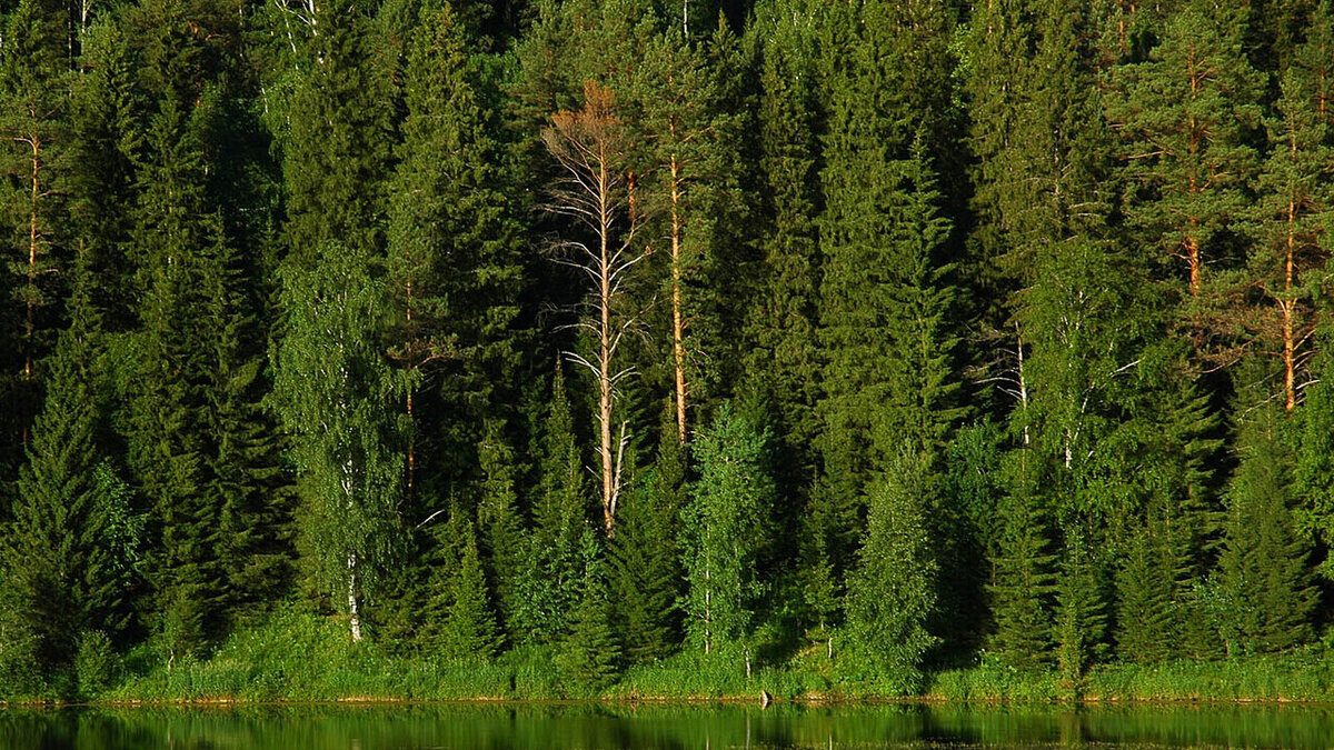 Лес в России