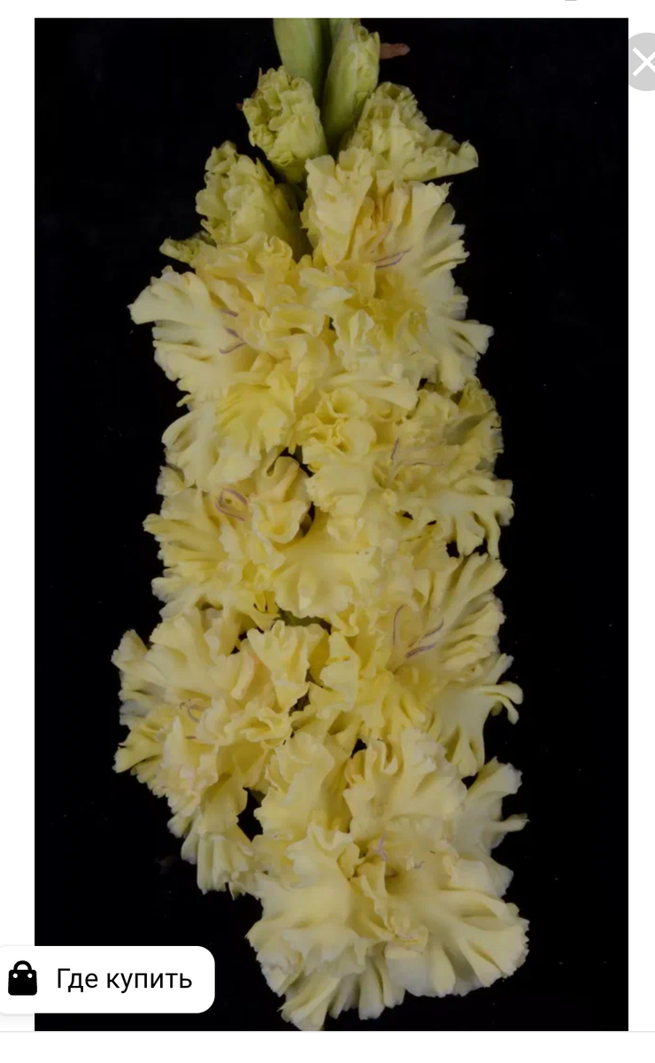 Одуванчик (Фотин)
Кружевные взъерошенные цветки из сусального золота распускаются в плотных колосьях из 10 шт. и более. Насыщенные золотые оттенки сохраняются до конца периода цветения. Ростовые качества на уровне лучших сортов.