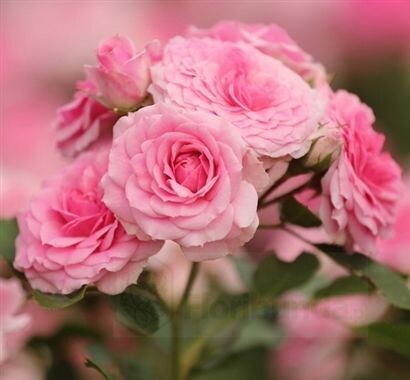 Картинка найдена на просторах интернета, ссылка https://yandex.ru/images/search?from=tabbar&img_url=https%3A%2Fi%2F.pinimg.com%2Foriginals%2Fa8%2F34%2Fа3f%2Fa83р43f81с285679b5e7bd53274cf0591a19.jpg&lr=47&pos=15&rpt=simage&text=%D1%86%D0%B2%D0%B5%D1%82%D1%8B%20%D0%BA%D1%80%D1%83%D0%BF%D0%BD%D0%BE%20%D1%84%D0%BE%D1%82%D0%BE