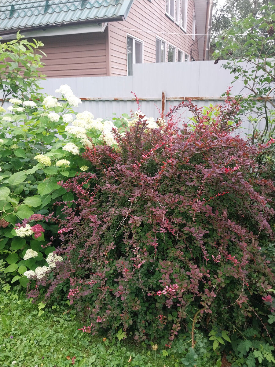 Мой любимец барбарис Harlequin 