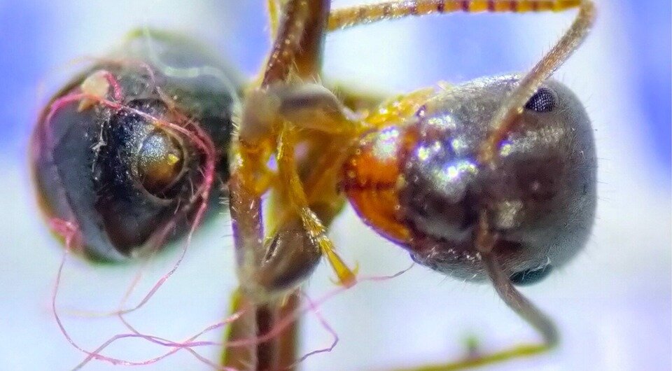   Álvaro Luna et al. / Ecological Entomology, 2023