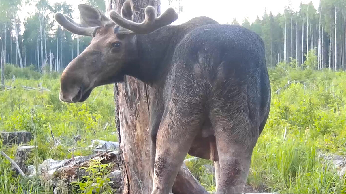 Снимок с фото ловушки