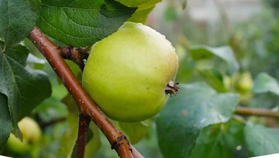 Заготовка черенков яблони для весенней прививки и правильное хранение их зимой