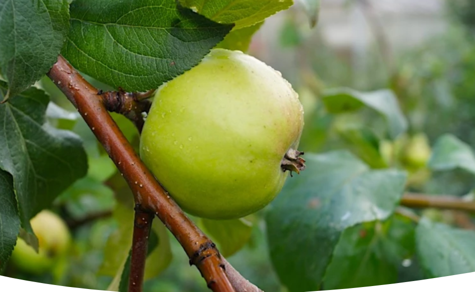 Черенки для прививки яблони: когда заготовить и как хранить до весны