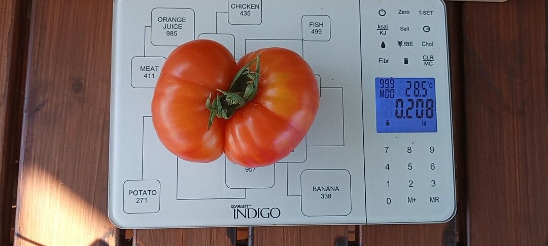 Томат эволюция f1. Сорт томатами диво Дивное.