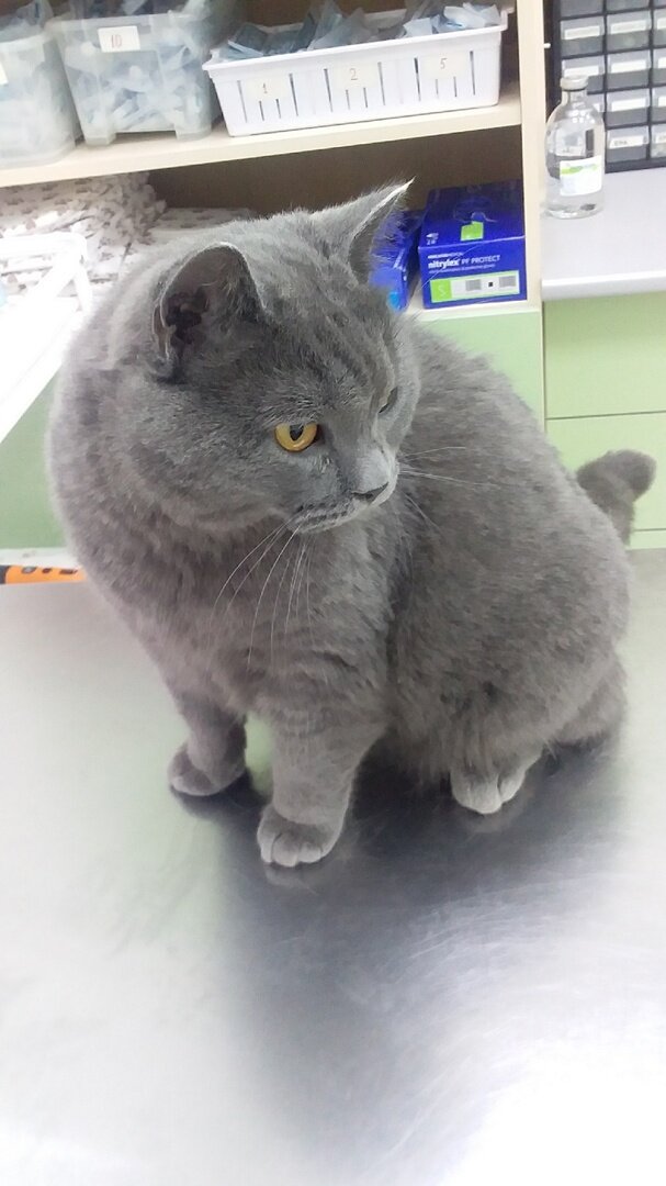 Брюс в ветклинике