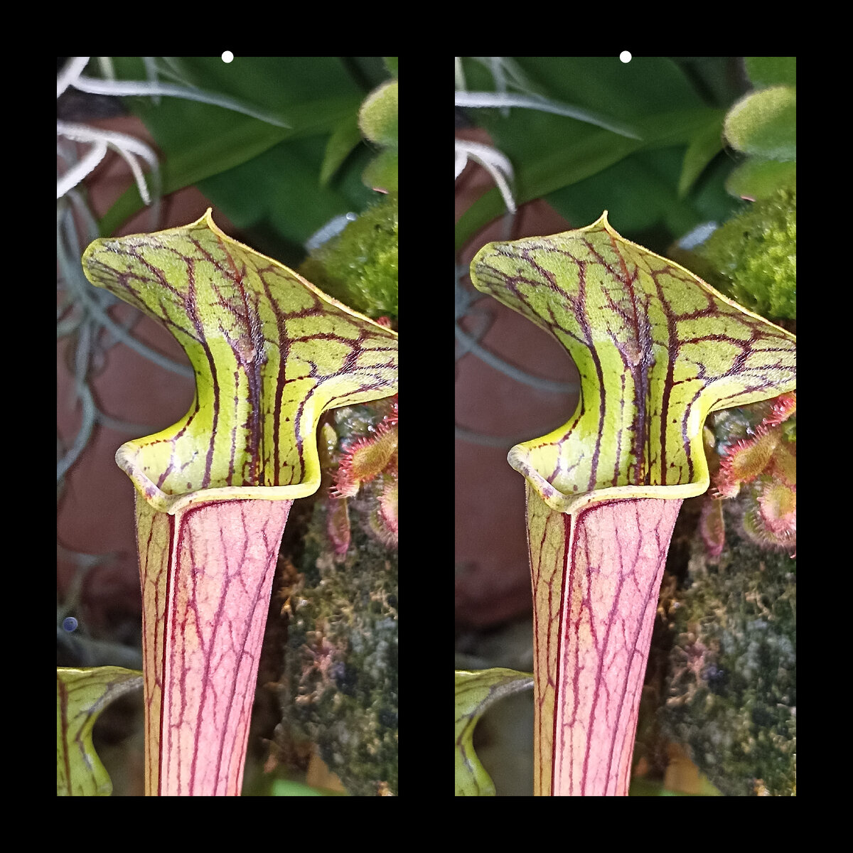 Саррацения Tigo