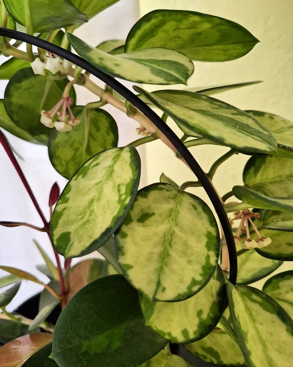 Цветоносы у хойи Лиза.