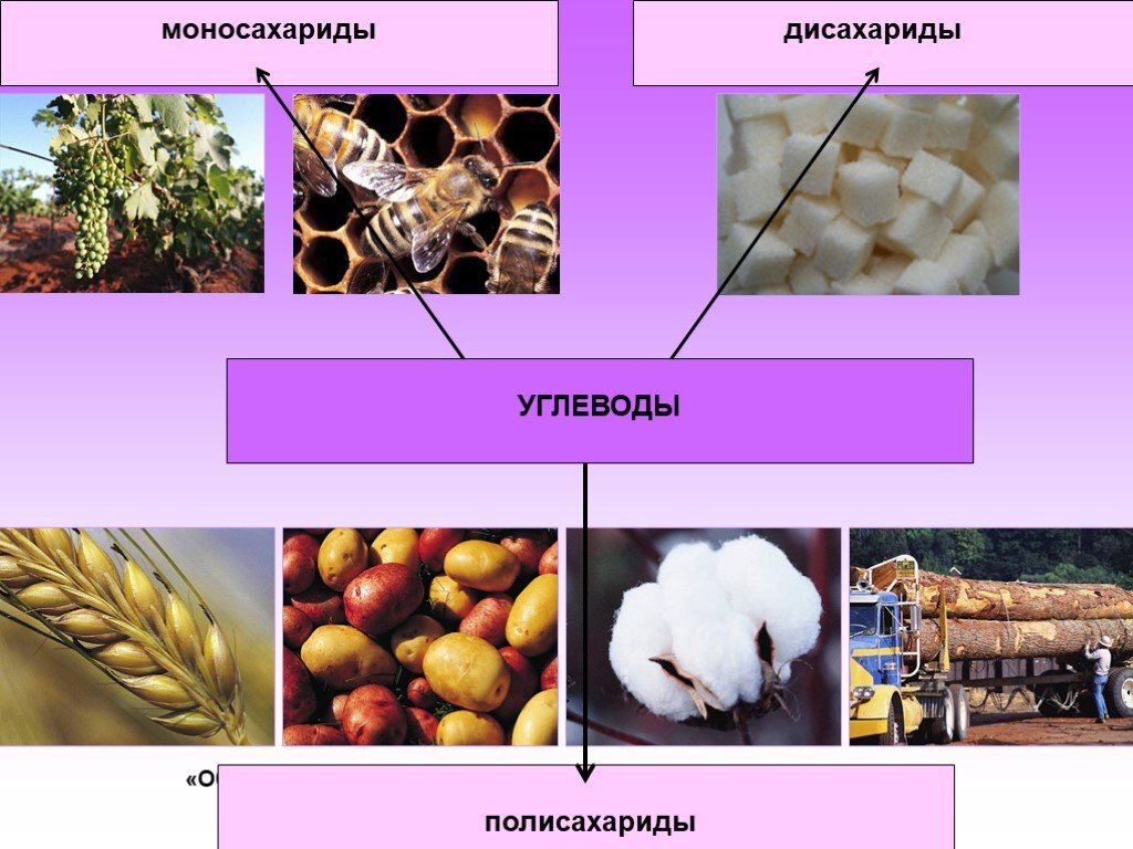 Углеводы в природе. Углеводы дисахариды. Дисахариды в природе. Сахариды моносахариды дисахариды. Моносахариды в природе.