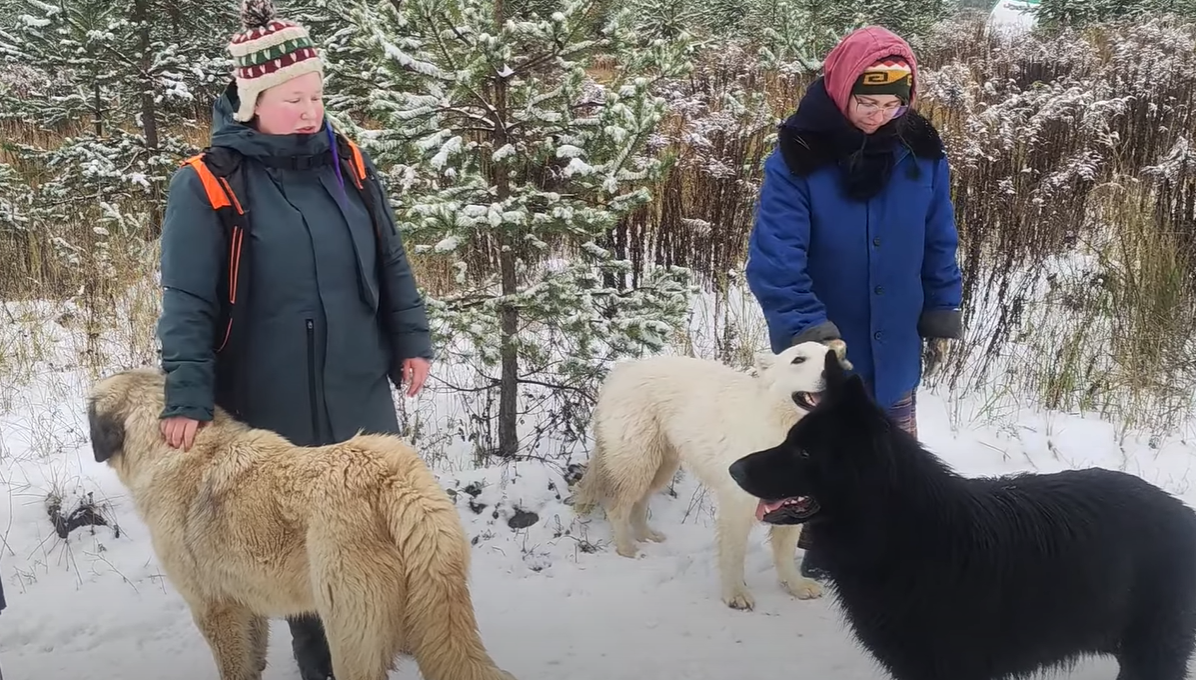Довольные нагулявшиеся собаки, Ксюша и Настя :)