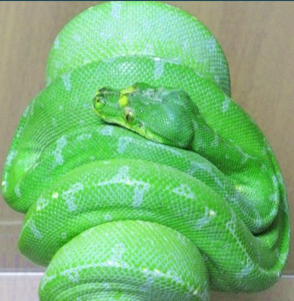 Набире. Взрослая особь