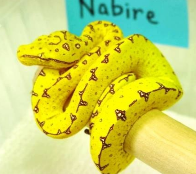 Набире. Ювенильная особь