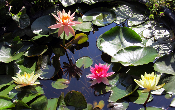 Зимовка нимфей, кувшинок и других водных растений – готовимся правильно