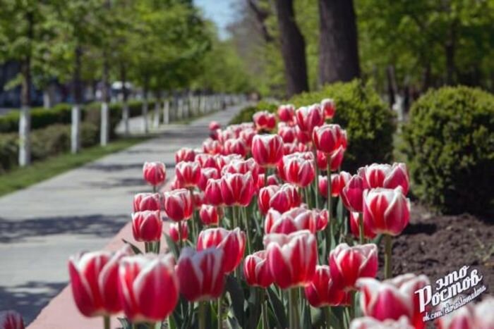 Источник фото: Это Ростов,/vk.com