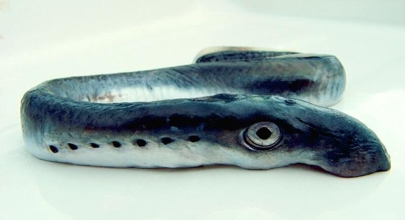 Каспийская минога 