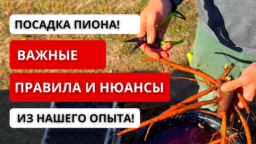 Télécharger la video: ❗️ КАК ПОСАДИТЬ ПИОНЫ ОСЕНЬЮ! Наш проверенный опыт: как правильно подготовить корни и посадить пион!