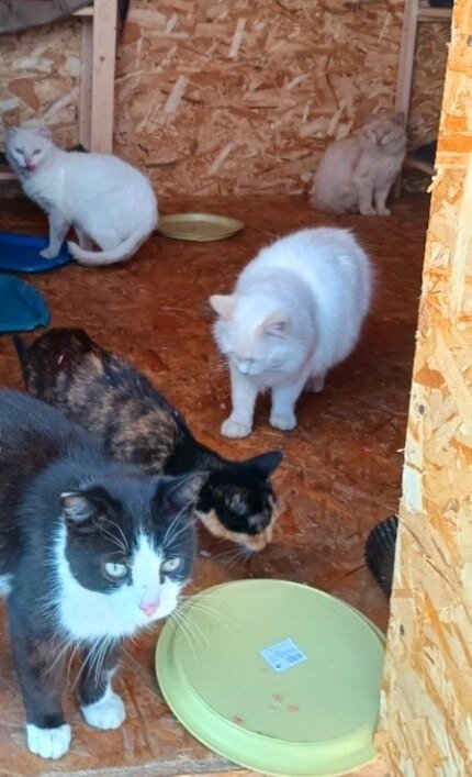 Были брошены больше 20 кошек и 3 собаки