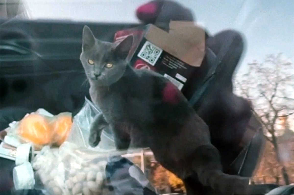    Без воды кошка пробыла в салоне авто целых четыре дня.