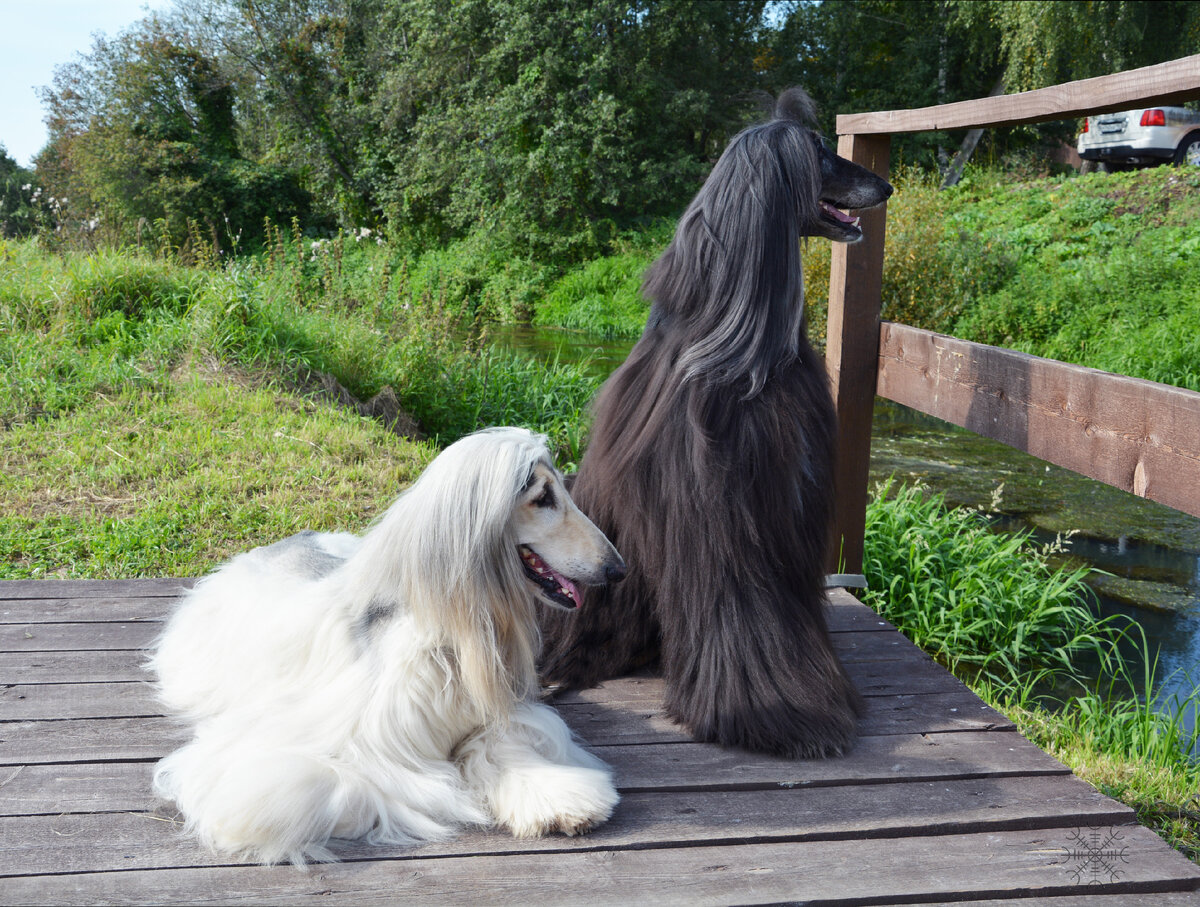 Современные афганы