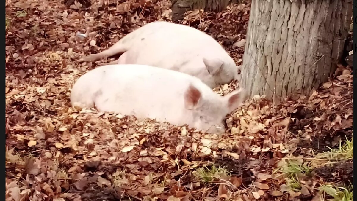     В Альметьевске проезжающие мимо автосалона горожане заметили гуляющих по улицам свиней. Они искали хозяев животных. Соответствующая публикация появилась в Telegram-канале «Альметьевск 1».