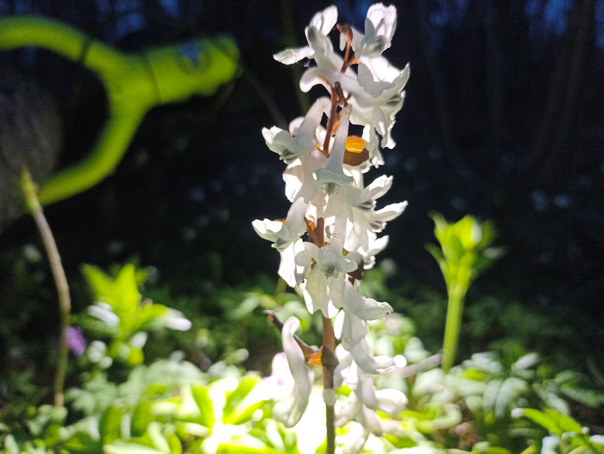 С фонарём неплохо видно, что творится вокруг