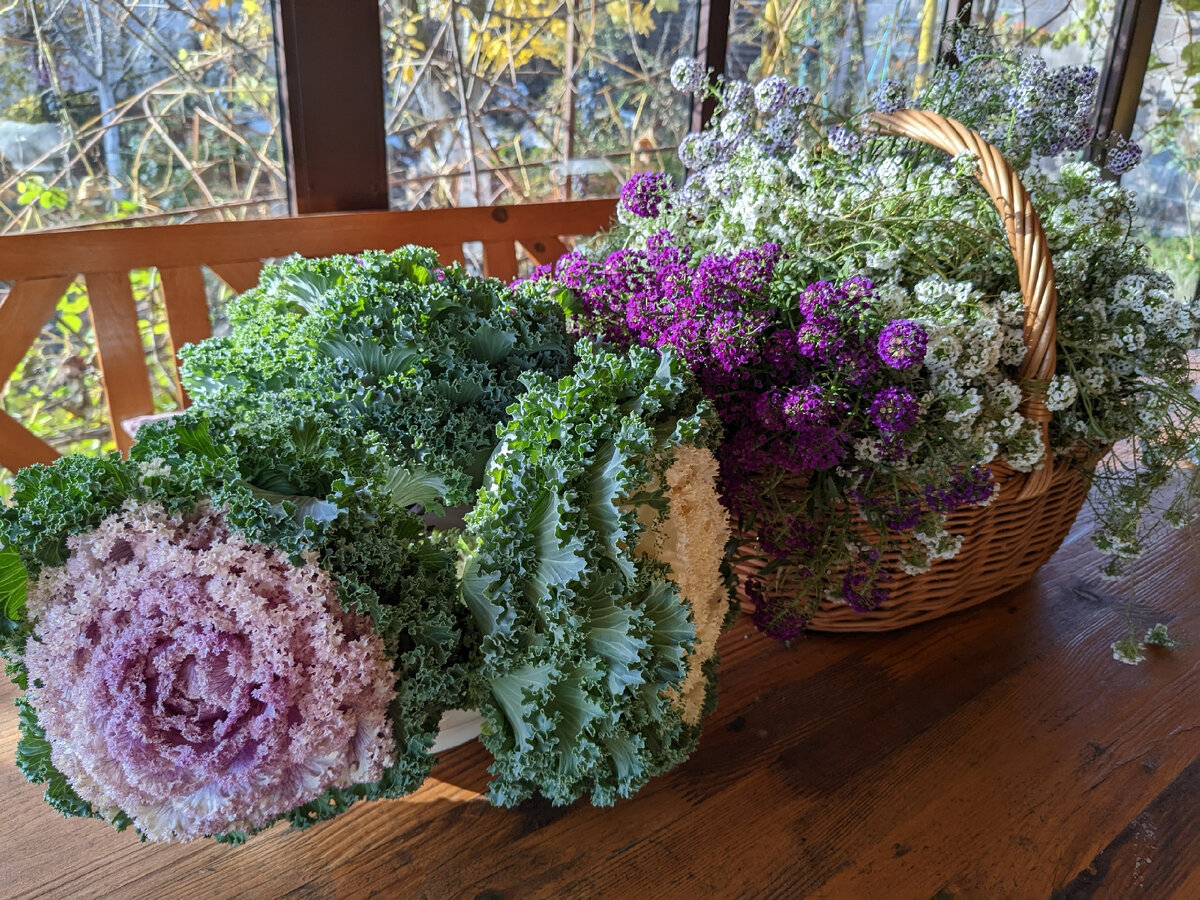 Декоративная капуста и алиссум - в этом году у меня главное украшение сада в ноябре
