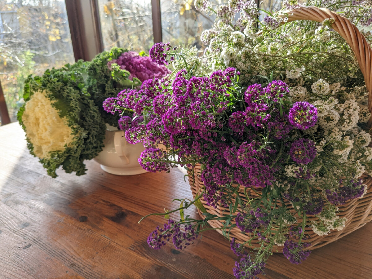 Капуста Кружевное Жабо, алиссум Фиолетовая королева и Snow Princess